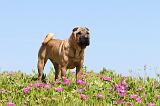 SHAR-PEI 096